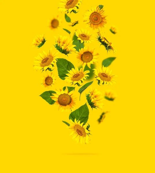 Літаючі Жовті Соняшники Зелене Листя Жовтому Тлі Плоска Лежала Прекрасна — стокове фото