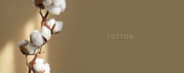 Dal beyaz pamuk çiçekleri bej arka planda güneş parlıyor. Narin, hafif, pamuklu bir arka plan. Doğal organik lif, tarım, pamuk tohumu, kumaş yapmak için hammadde.