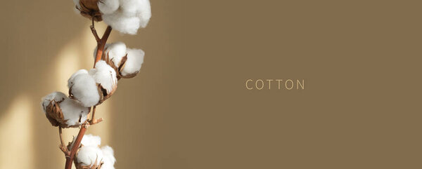 Branch white cotton flowers with sun glare on beige background flat lay. Delicate light beauty cotton background. Natural organic fiber, agriculture, cotton seeds, raw materials for making fabric.