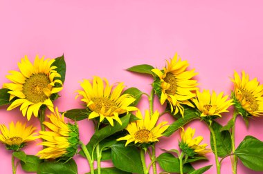 Düz ayçiçeği doğal arka planda yatıyordu. Pembe arka planda yeşil yapraklı güzel sarı ayçiçeği fotokopi alanı. Çiçek kartı, duvar kağıdı. Hasat zamanı, tarım, tarım..