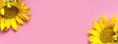 Düz ayçiçeği doğal arka planda yatıyordu. Pembe arka planda yeşil yapraklı güzel sarı ayçiçeği fotokopi alanı. Çiçek kartı, duvar kağıdı. Hasat zamanı, tarım, tarım..