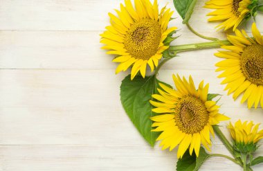 Sarı ayçiçekleri, beyaz ahşap arka planda yeşil yapraklar üst görünüm kopyalama alanı. Güzel taze ayçiçekleri, sarı çiçek buketi. Tarım zamanlarını sonbahar ya da yaz aylarında tarıma ayırın..