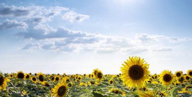 Tarlada ayçiçekleri. Sarı güzel ayçiçekleri mavi gökyüzüne karşı bulutlarla çiçek açıyor. Hasat zamanı, tarım, çiftçilik, doğal altyapı. Çiçekli manzara. Ayçekirdeği, sebze yağı.