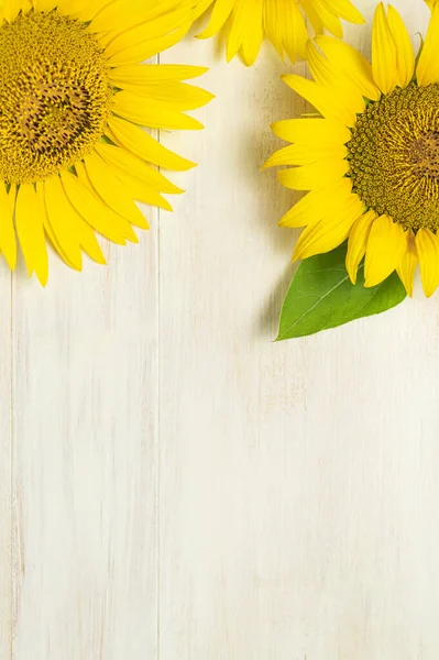 Girasoles Amarillos Sobre Fondo Madera Blanco Vista Superior Espacio Copia Imágenes De Stock Sin Royalties Gratis