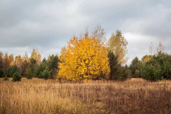 Autumn cloudy landscape. The edge of a birch grove. Trees with yellow leaves and a gray sky.