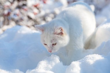 Karda kedi sisli bir kış sabahı