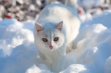 Karda kedi sisli bir kış sabahı
