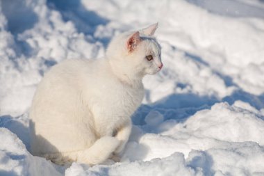 Karda kedi sisli bir kış sabahı