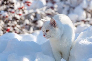 Karda kedi sisli bir kış sabahı