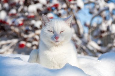 Karda kedi sisli bir kış sabahı