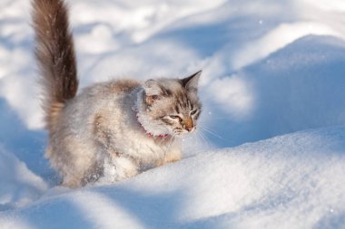 Karda kedi sisli bir kış sabahı