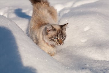 Karda kedi sisli bir kış sabahı