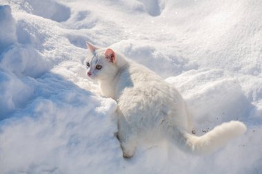Karda kedi sisli bir kış sabahı