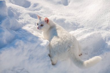 Karda kedi sisli bir kış sabahı