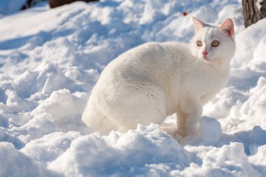 Karda kedi sisli bir kış sabahı