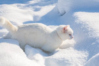 Karda kedi sisli bir kış sabahı