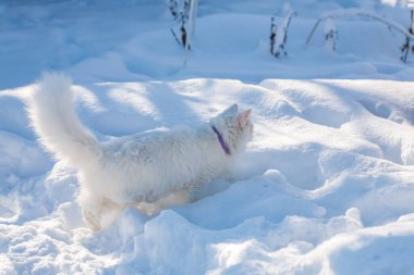 Karda kedi sisli bir kış sabahı