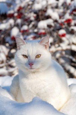 Karda kedi sisli bir kış sabahı