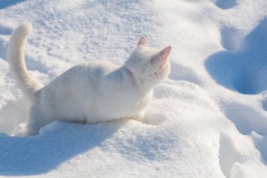 Karda kedi sisli bir kış sabahı
