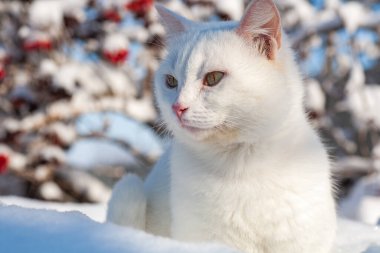 Karda kedi sisli bir kış sabahı