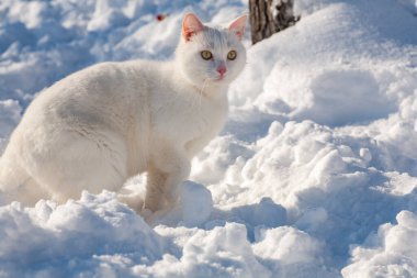 Karda kedi sisli bir kış sabahı