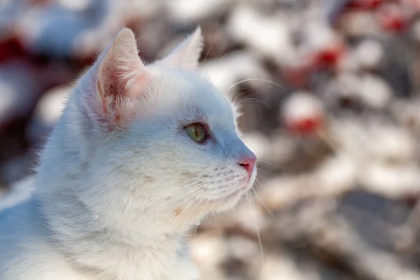 Gato na neve em uma manhã de inverno nebulosa — Fotografia de Stock