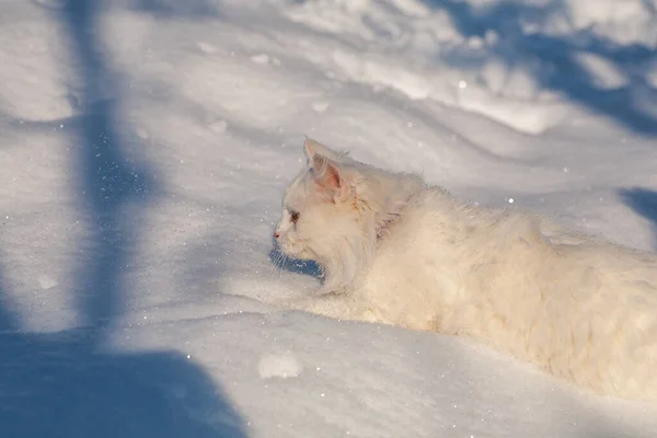 Кошка в снегу туманным зимним утром — стоковое фото