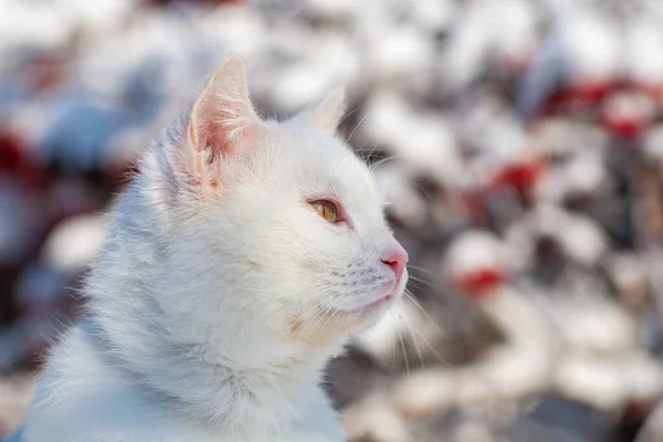 Kat in de sneeuw op een mistige winterochtend — Stockfoto