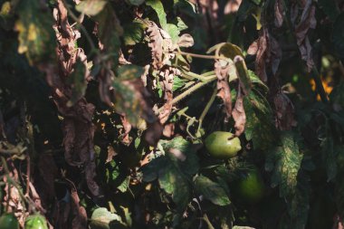 Hastalıktan ve domates yapraklarından zarar gördü