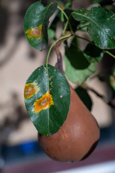 Pear leaves with pear rust infestation