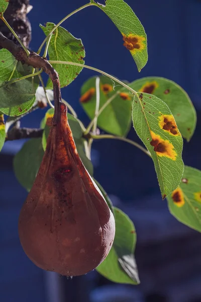 Pear leaves with pear rust infestation — Stock Photo, Image