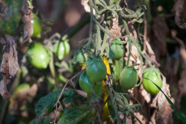 Hastalıktan ve domates yapraklarından zarar gördü