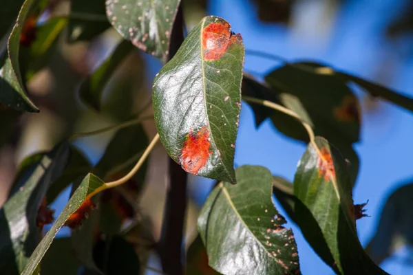 Pear leaves with pear rust infestation — Stock Photo, Image