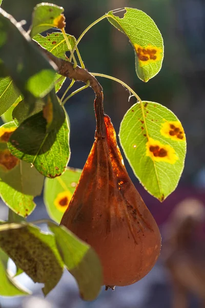 Грушевые листья с заражением грушей ржавчиной — стоковое фото