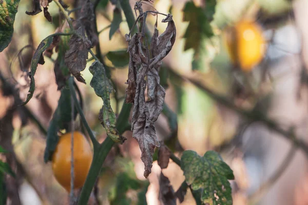 Dañado por enfermedades y plagas de hojas de tomate — Foto de Stock