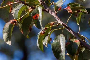 Armut yaprakları armut istilası altında.