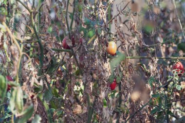 Hastalıktan ve domates yapraklarından zarar gördü