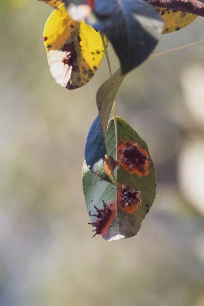 Pear leaves with pear rust infestation — Stock Photo, Image