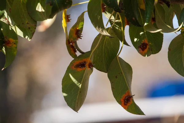 Pear leaves with pear rust infestation