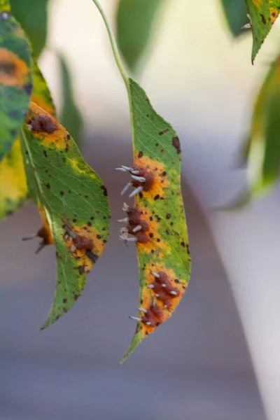 Folhas de pêra com infestação por ferrugem de pêra — Fotografia de Stock