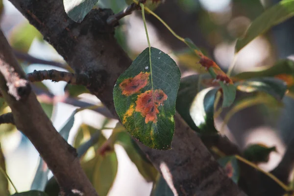 Folhas de pêra com infestação por ferrugem de pêra — Fotografia de Stock