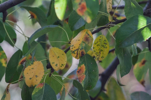 Pear leaves with pear rust infestation — Stock Photo, Image