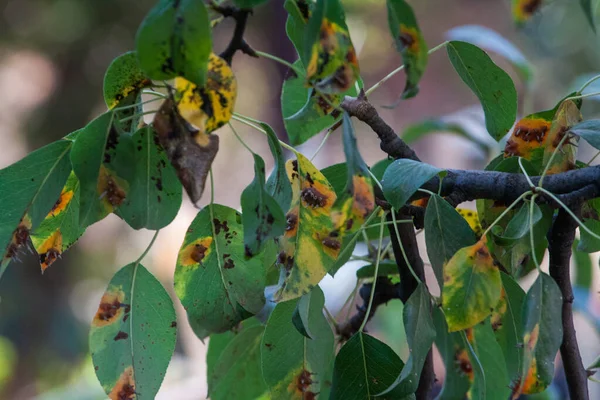 Pear leaves with pear rust infestation — Stock Photo, Image