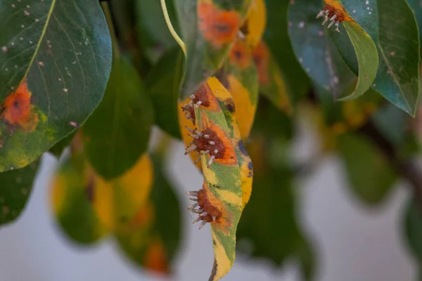 Pear leaves with pear rust infestation — Stock Photo, Image