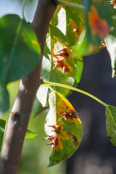 Pear leaves with pear rust infestation — Stock Photo, Image