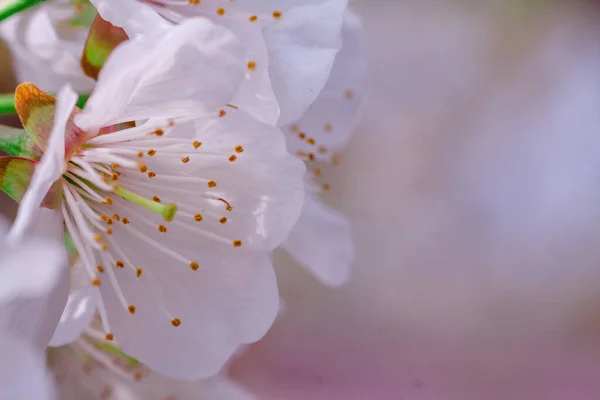 Schöne Nahaufnahme Frühling blühender Baum — Stockfoto