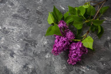 Tahta yüzeydeki güzel leylak