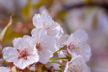 Kapalı kapılar ardında çiçek açan bir bahar ağacı.