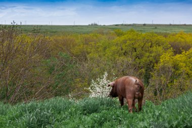 Çiftlikteki yeşil çimenlikte yaban domuzu