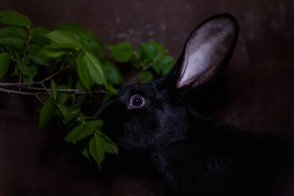 Cola de algodón conejo comer hierba en el jardín —  Fotos de Stock
